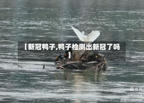 【新冠鸭子,鸭子检测出新冠了吗】